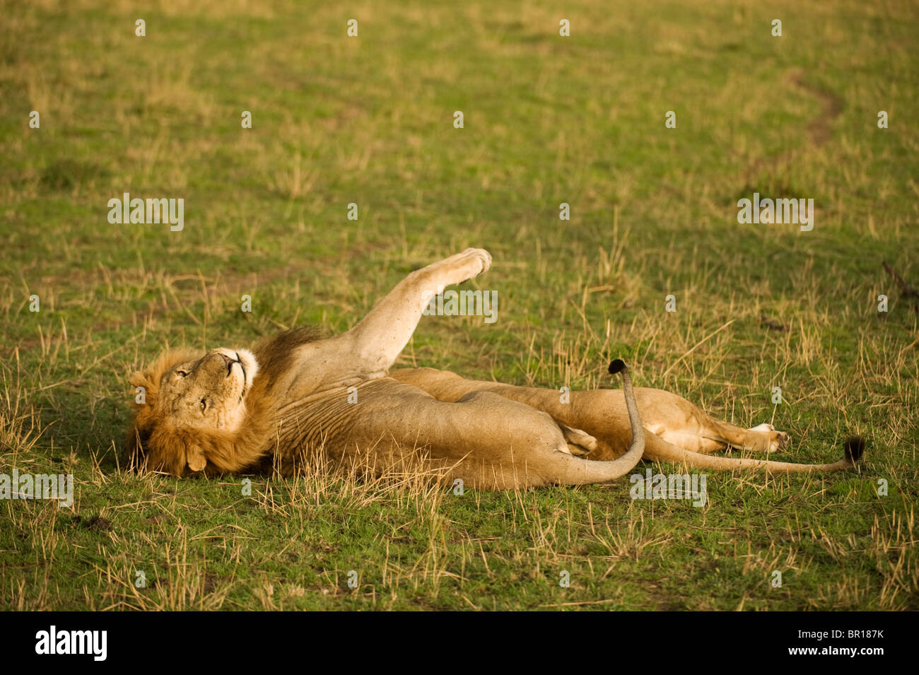 Coniugata coppia di leoni (Panthero leo), il Parco Nazionale del Serengeti, Tanzania Foto Stock