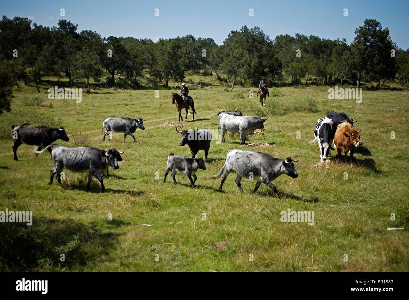 Capisquadra corsa con i tori e vacche su Piedras Negras ranch a Apizaco, Tlaxcala, Messico, Ottobre 1, 2008. Foto Stock