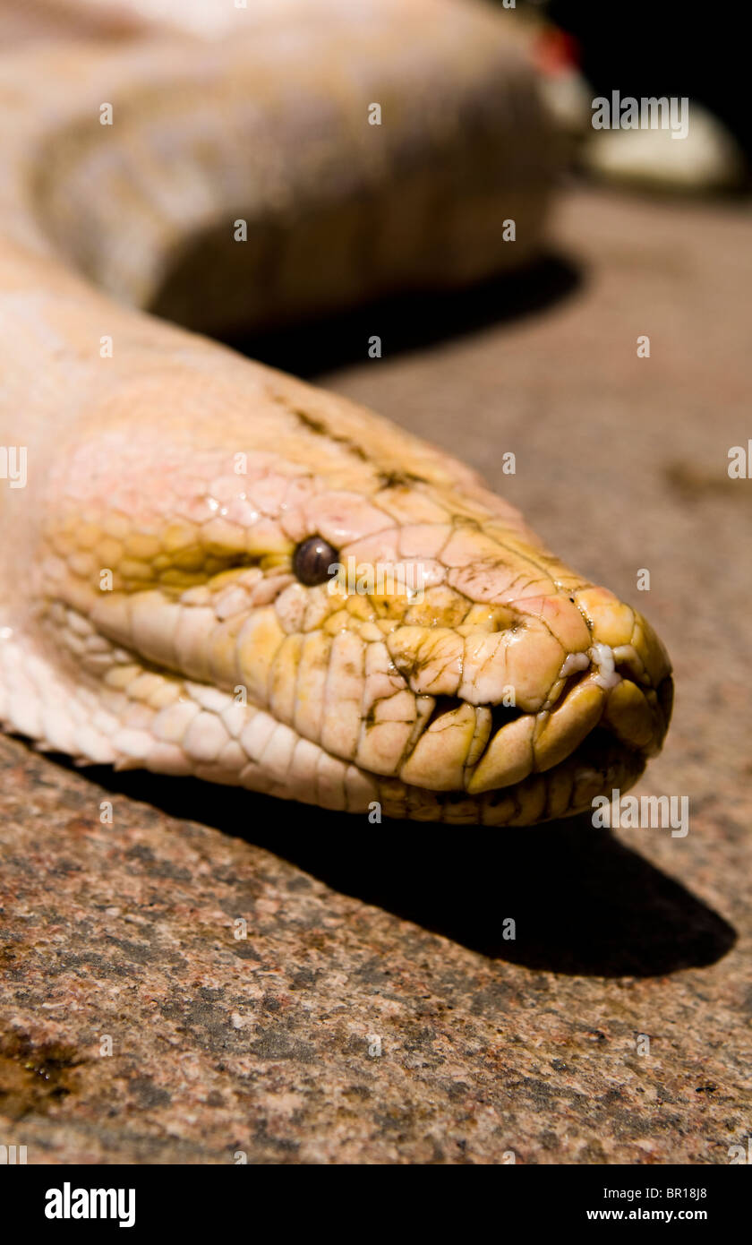 Un albino Burmese Python. Foto Stock