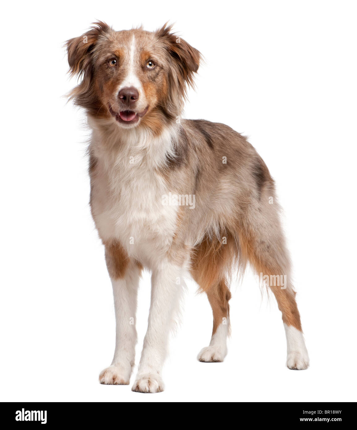 Pastore australiano cane in piedi di fronte a uno sfondo bianco Foto Stock