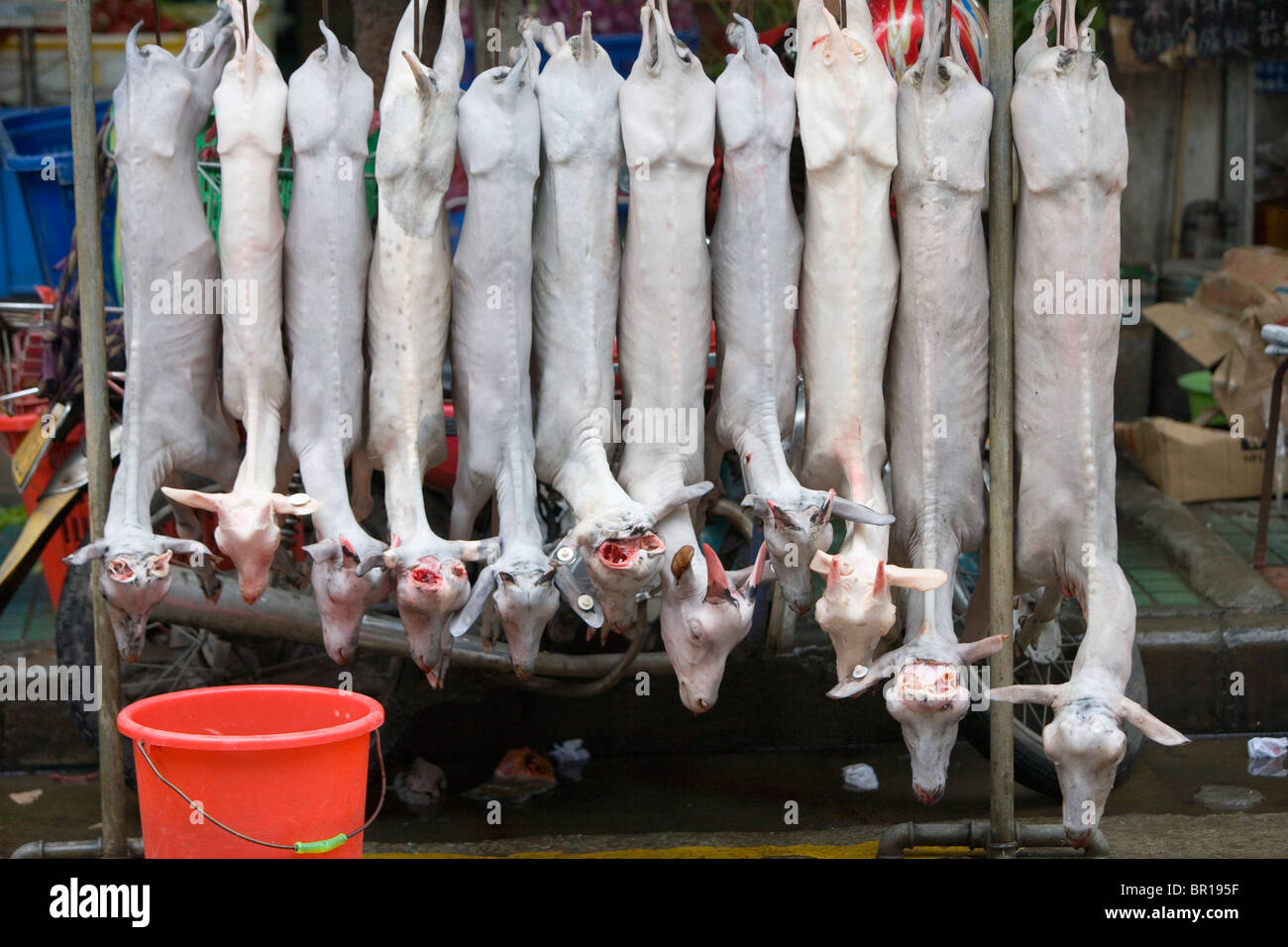Caprini morti a Qingping mercato di carne a Guangzhou, Cina. Foto Stock