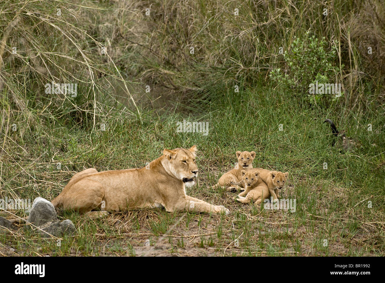 Leonessa e i suoi cuccioli nel Serengeti, Tanzania Africa Foto Stock