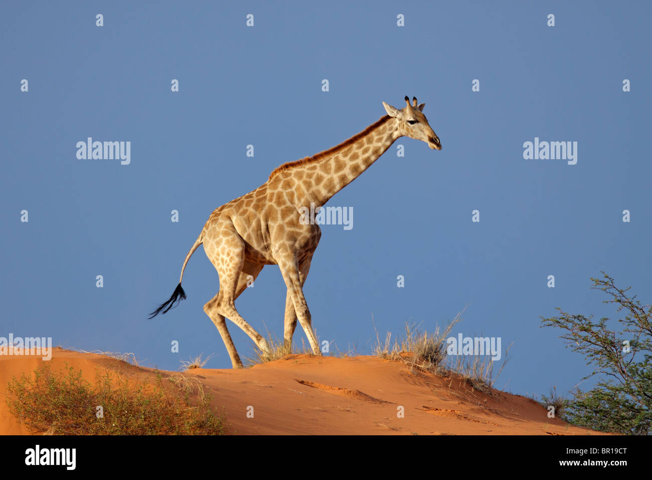 Giraffe (Giraffa camelopardalis) camminando su di una duna di sabbia, Kgalagadi Parco transfrontaliero, Sud Africa Foto Stock