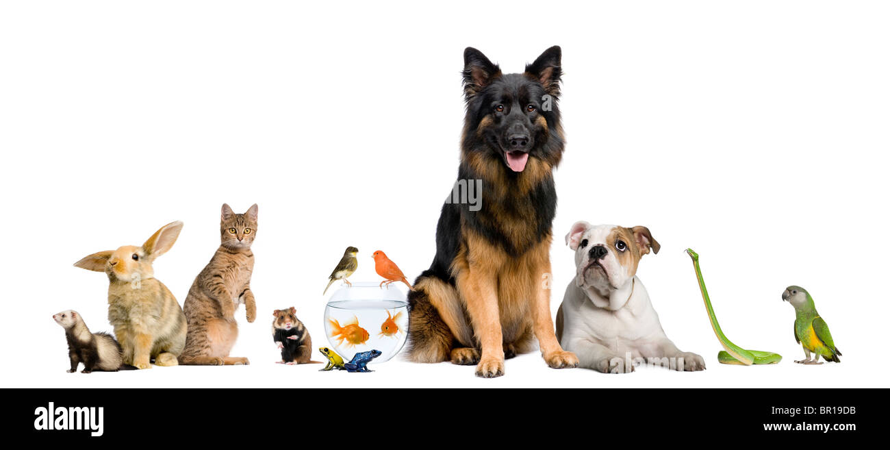 Gruppo di animali domestici insieme davanti a uno sfondo bianco Foto Stock