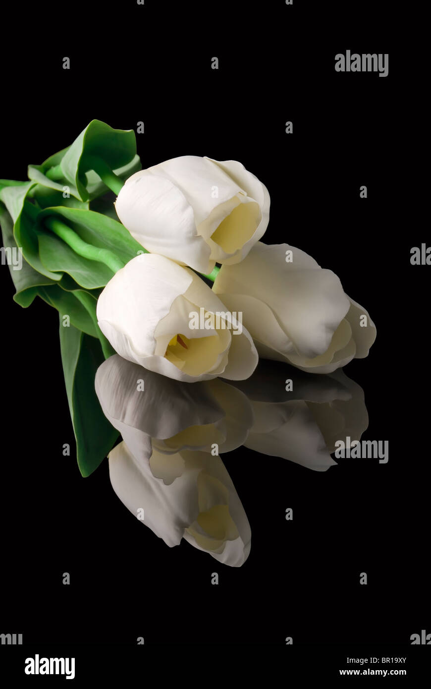 Tulipani sul nero Foto Stock