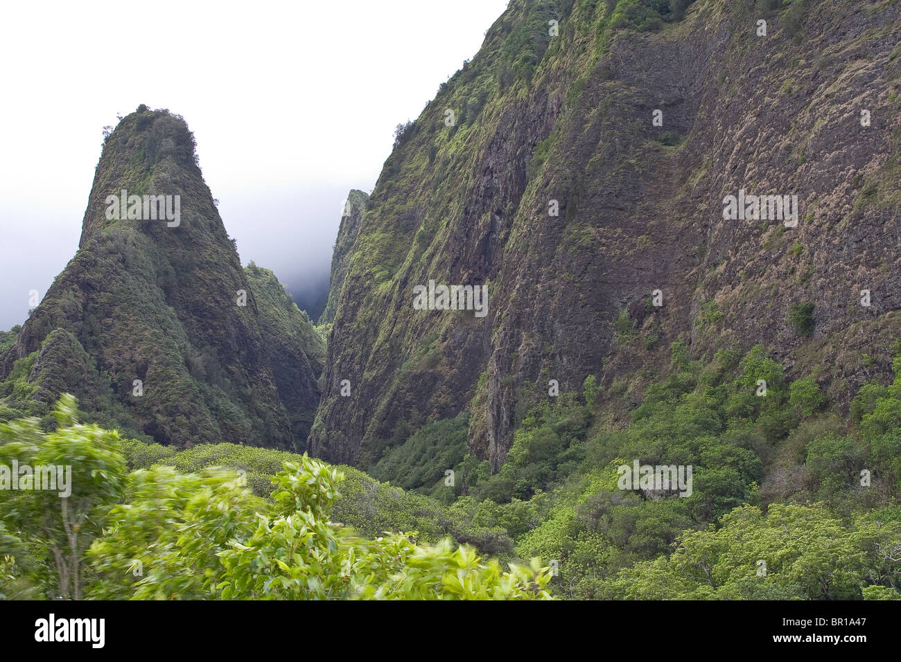 Iao ago in Maui, Hawaii, STATI UNITI D'AMERICA Foto Stock