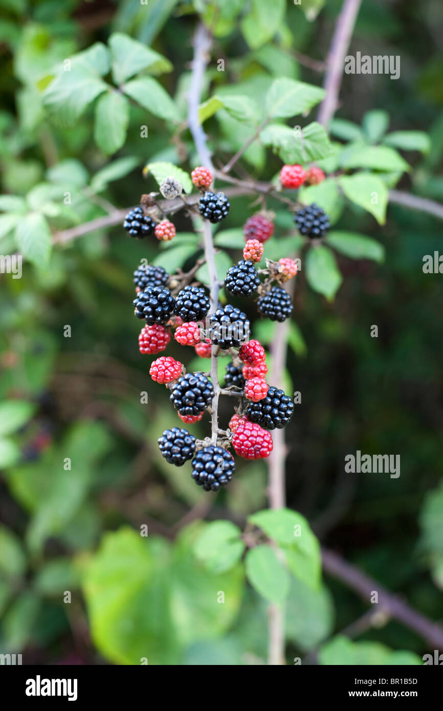 La coltivazione di frutta nel selvaggio.More Foto Stock