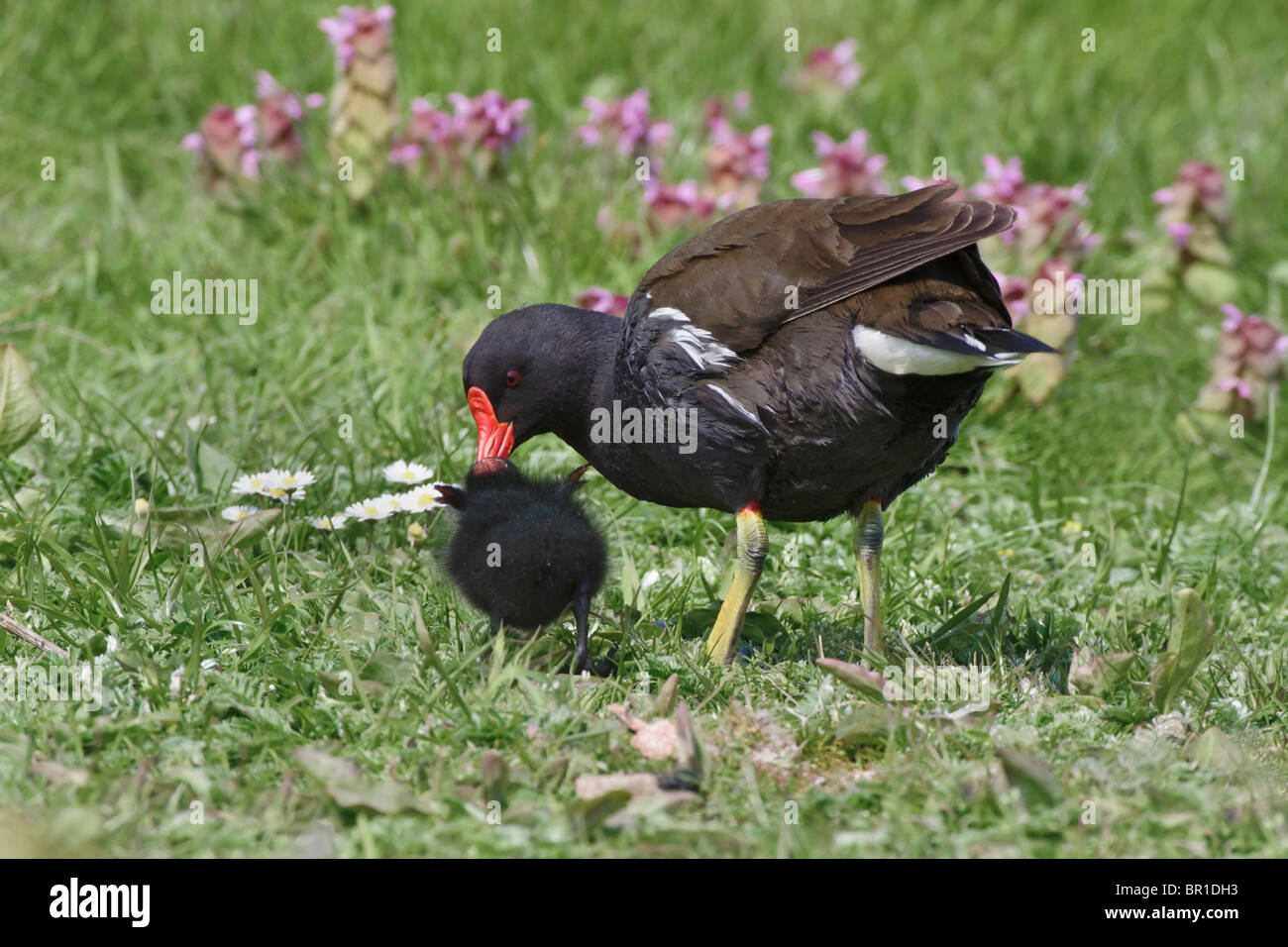 Un adulto Moorhen alimentando il suo pulcino Foto Stock