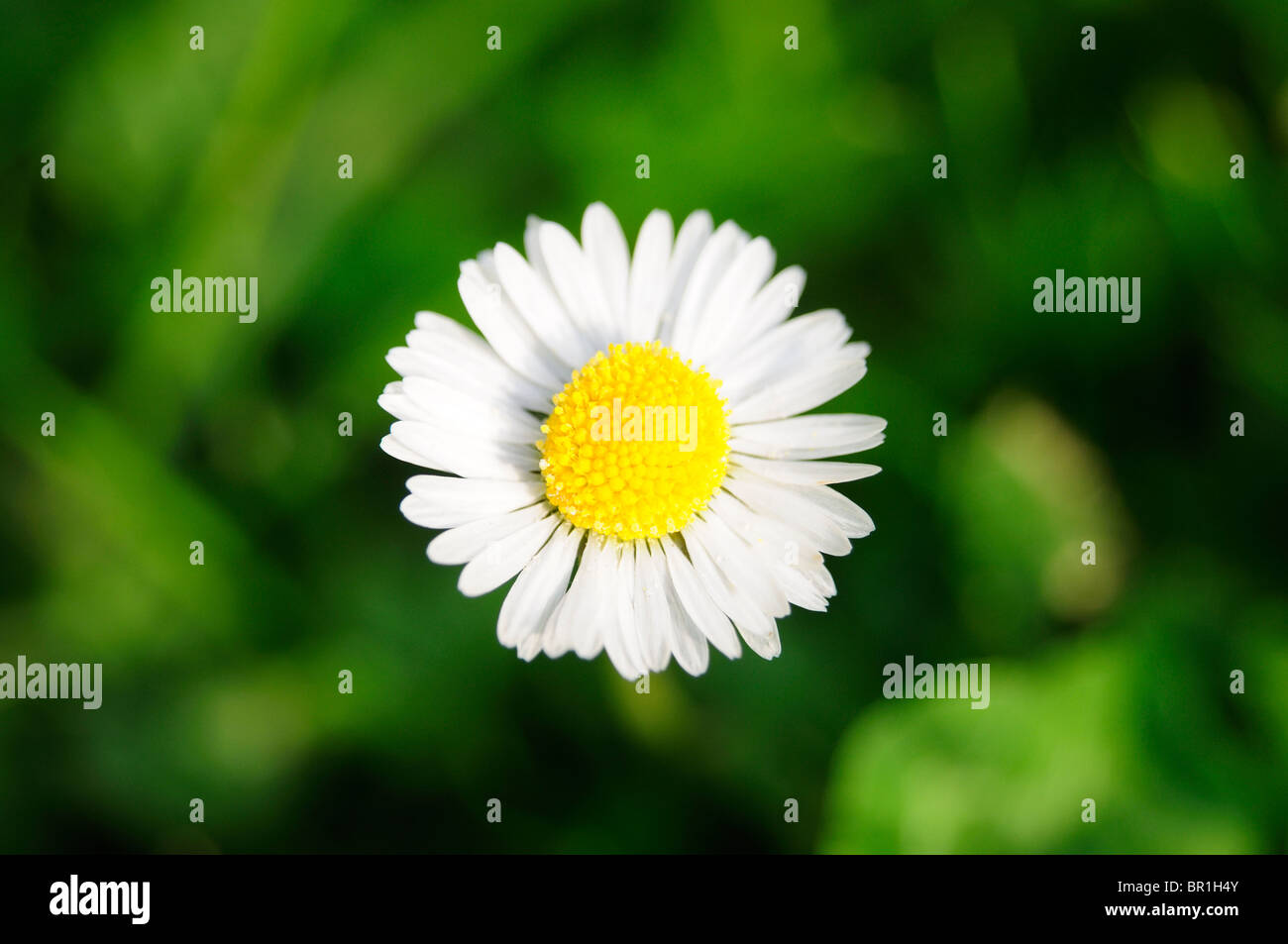 Close up di Daisy Foto Stock