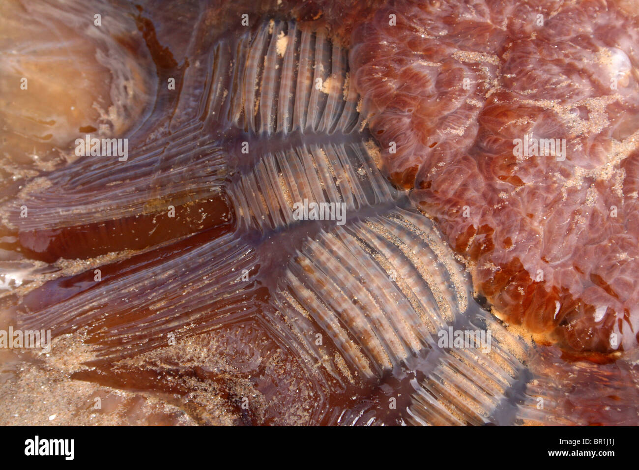 Leone la criniera meduse Cyanea capillata in dettaglio prese a New Brighton, Wirral, Wallasey, Merseyside, Regno Unito Foto Stock