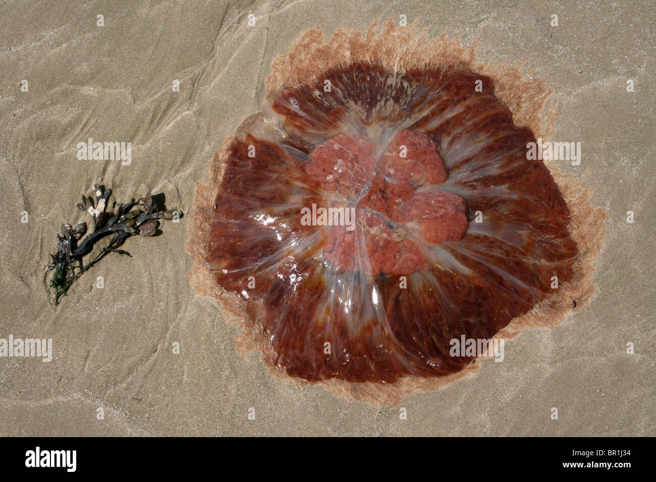 Leone la criniera meduse Cyanea capillata cordato a New Brighton, il Wirral, Wallasey, Merseyside, Regno Unito Foto Stock