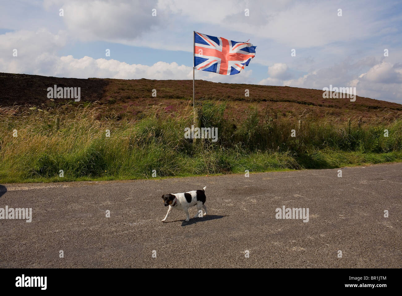 L'Unione bandiera della Gran Bretagna vola sulla North Yorkshire Moors una delle isole più grandi distese di erica Erica. Foto Stock