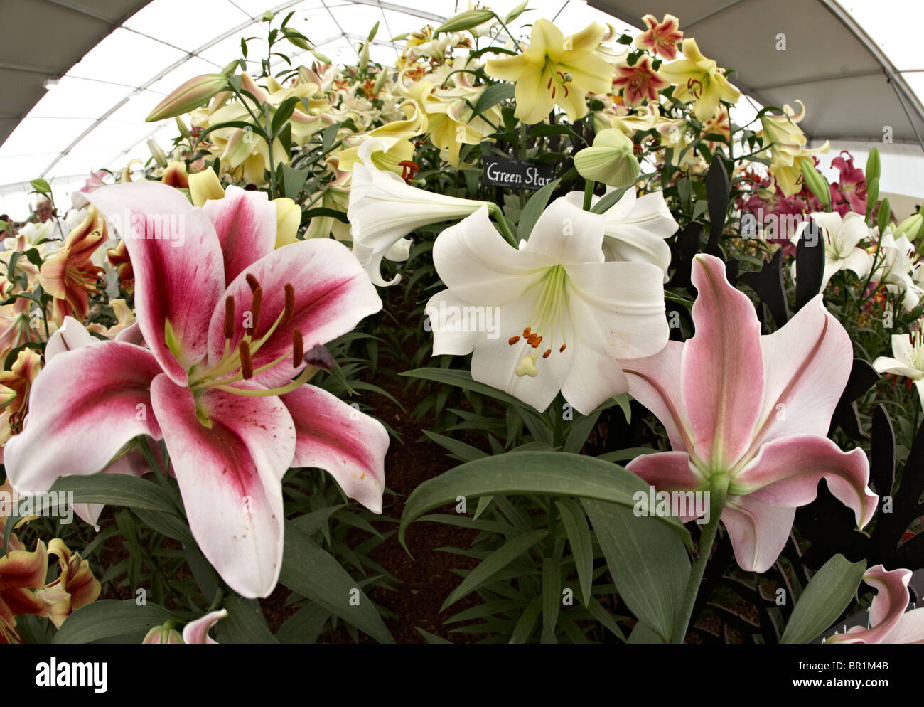 Fiori a Hampton Court Flower Show, SURREY REGNO UNITO Foto Stock