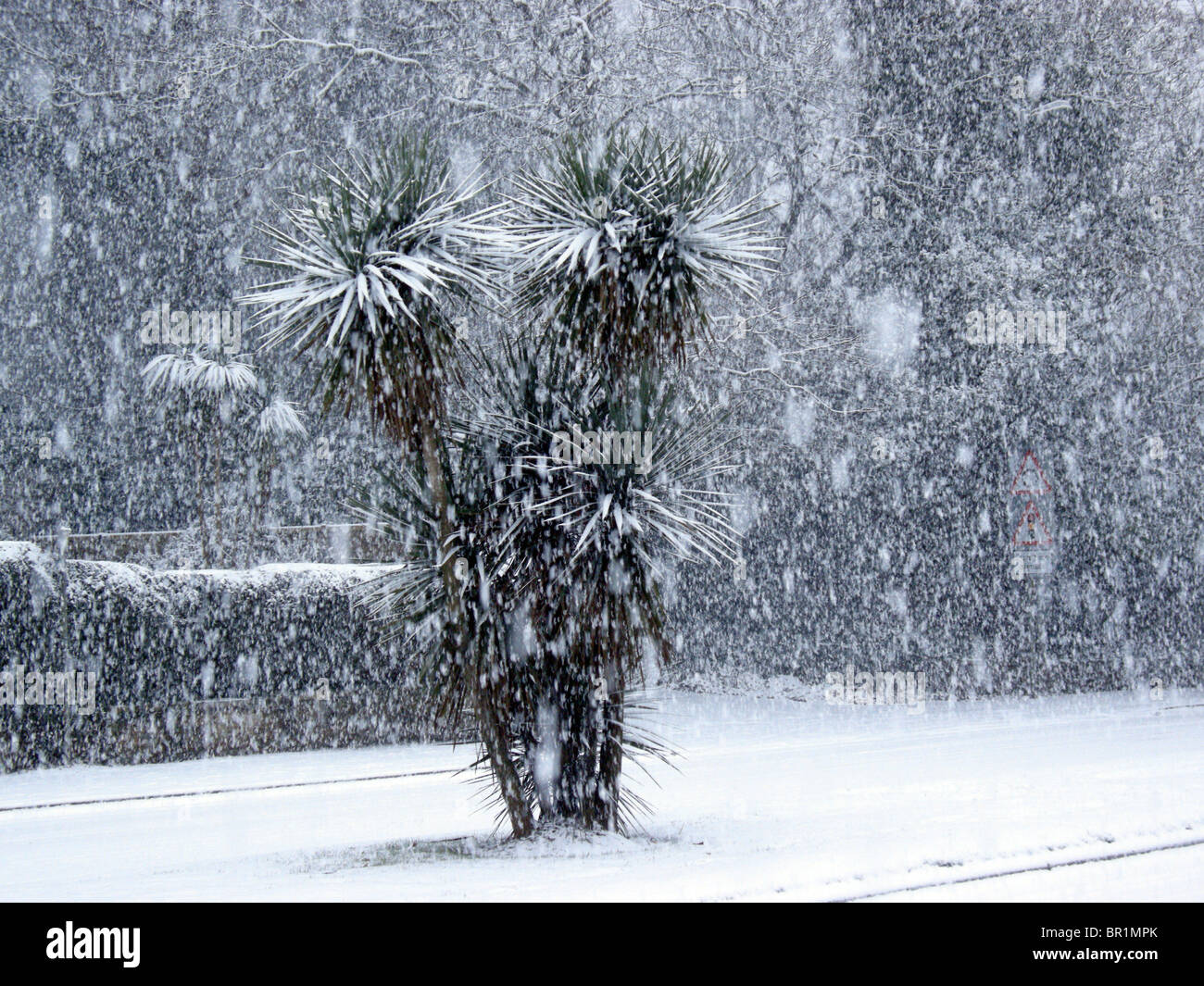 Cornish Palm tree in una tempesta di neve Foto Stock
