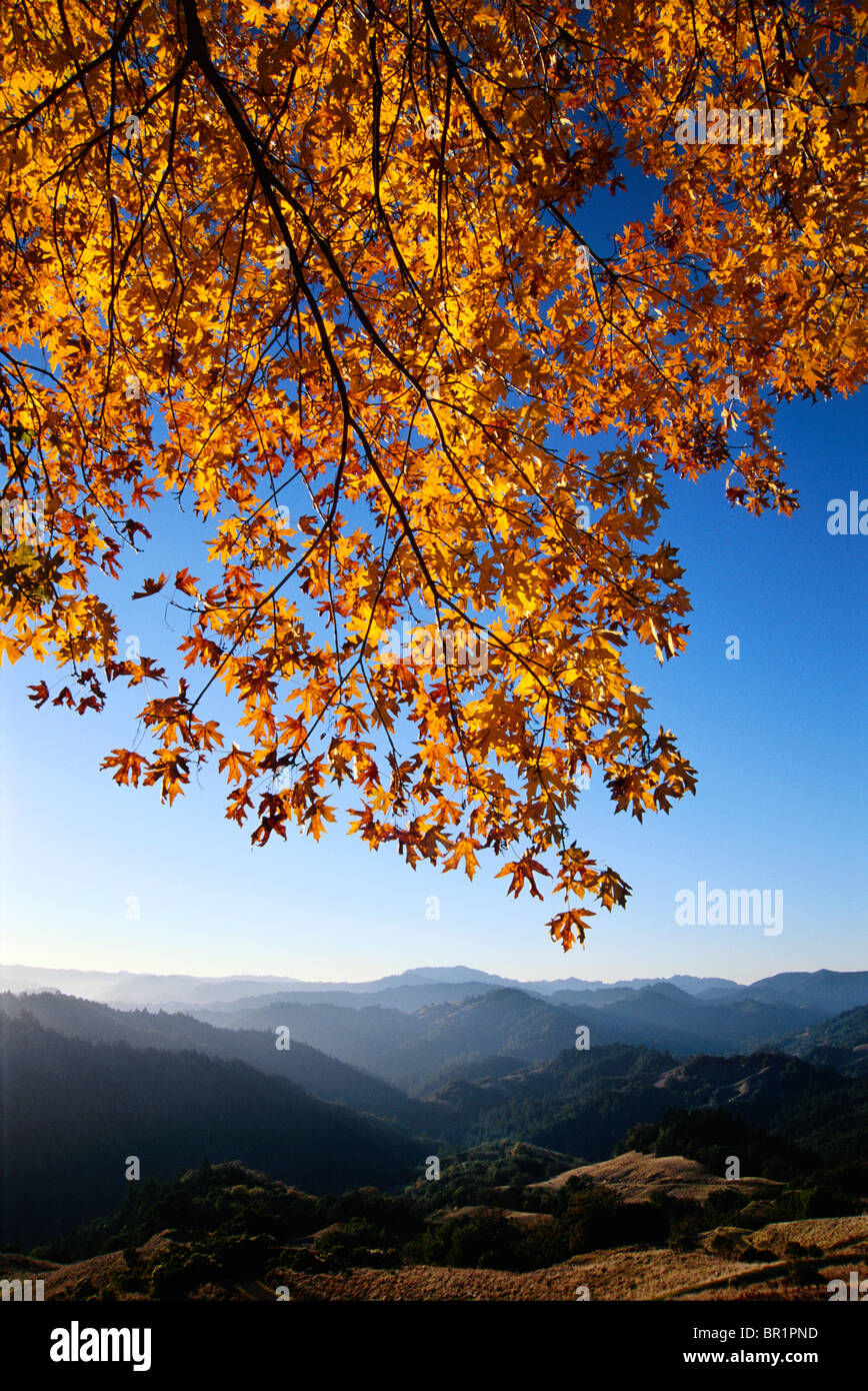 Paesaggio, acero in autunno a colori di Austin Creek State Park Foto Stock