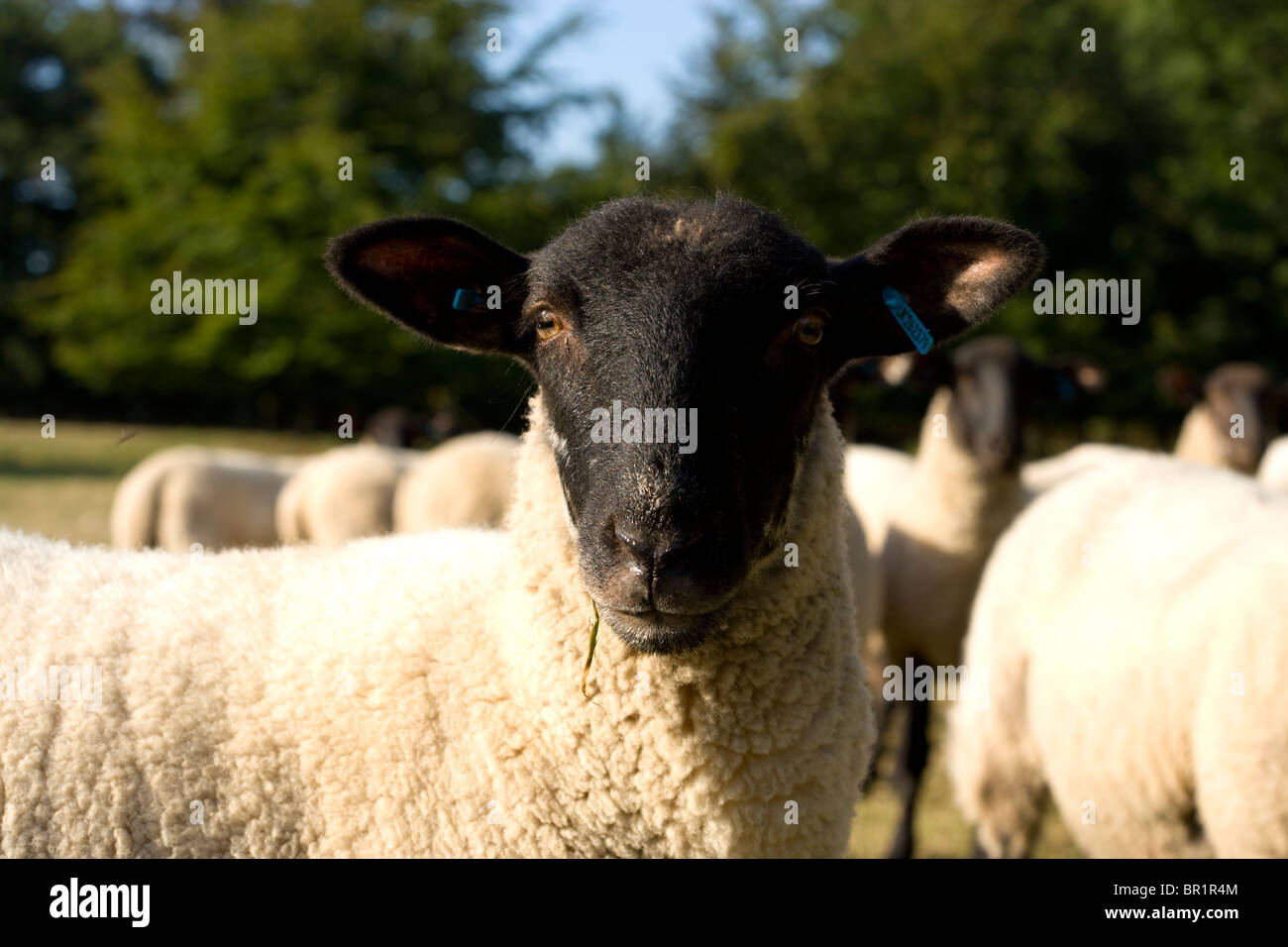 Suffolk mulo cross pecore di razza Foto Stock