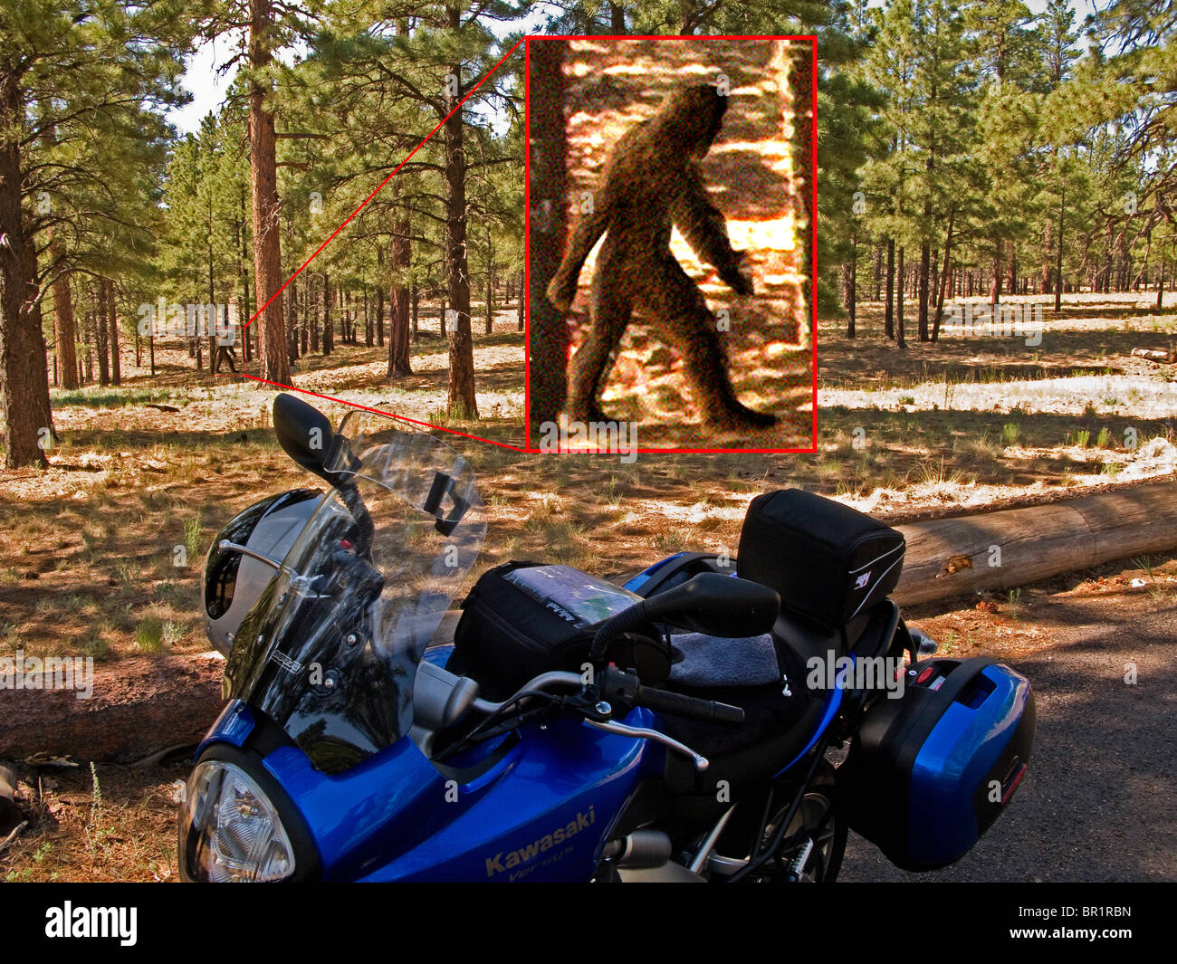 "Bigfoot' avvistamento Foto Stock