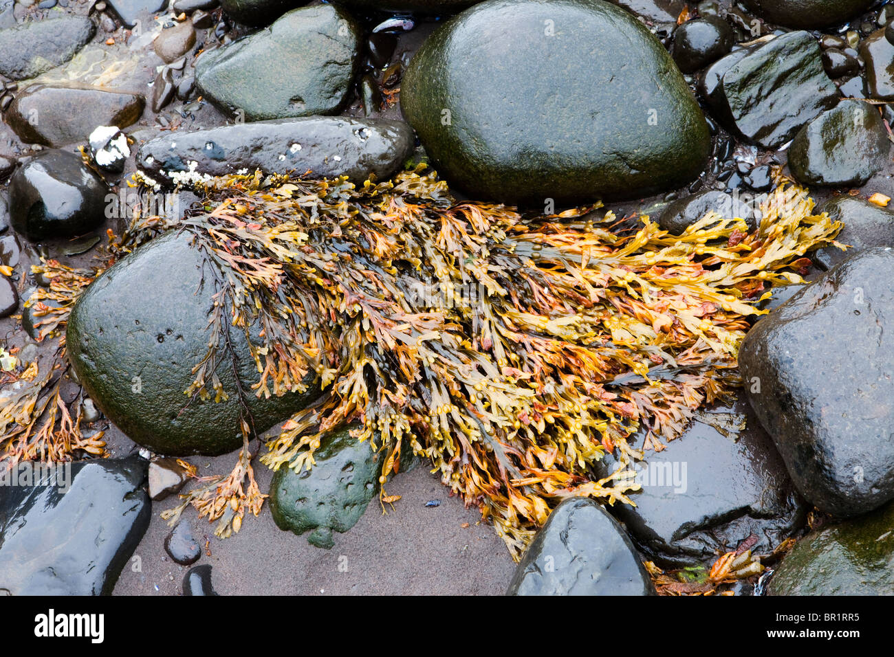 Le alghe, Est fiordi, Islanda Foto Stock