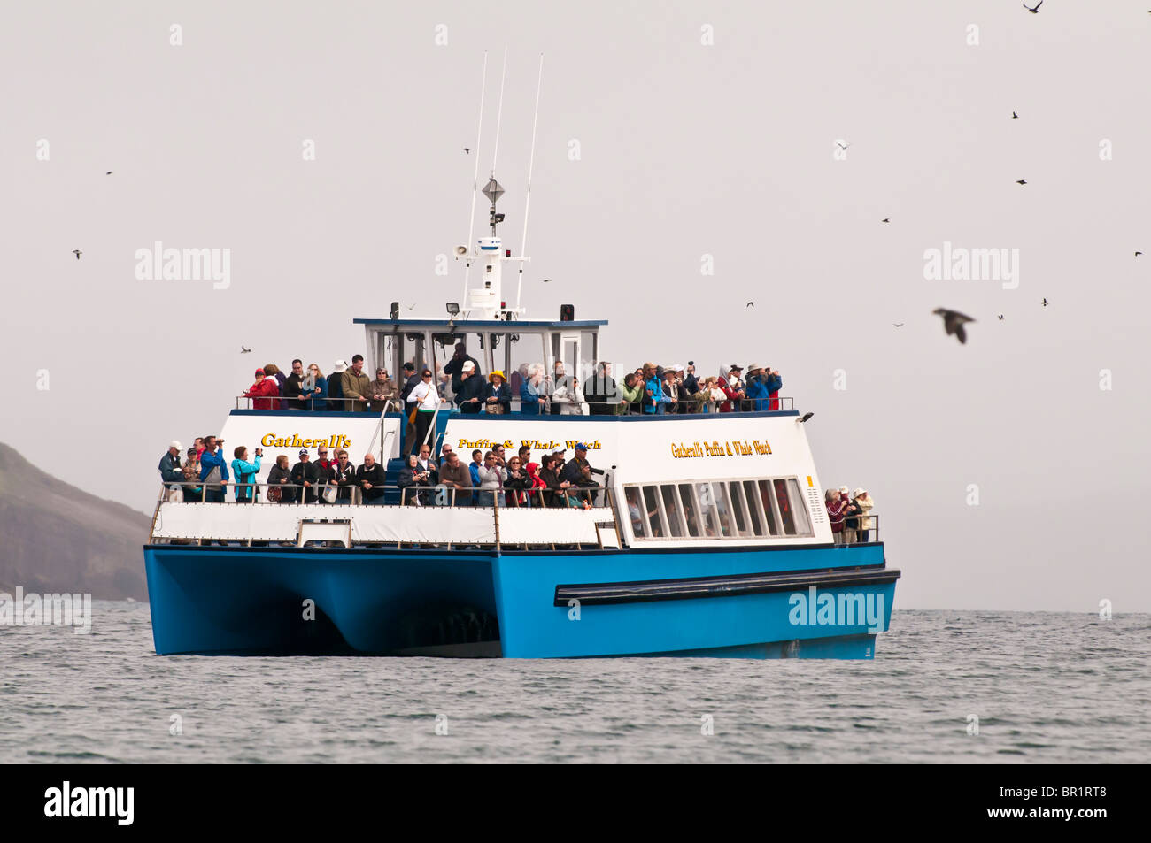 Tour in barca circondato da battenti i puffini, Witless Bay Riserva Ecologica, Terranova, Canada Foto Stock