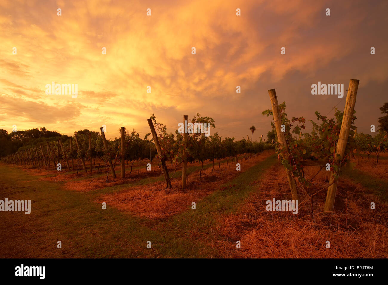 Una vigna al tramonto in Uruguay. Foto Stock