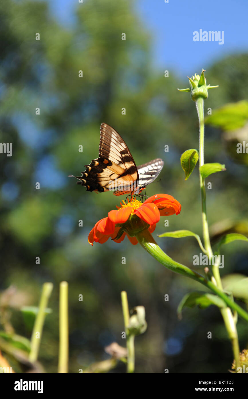 Orientale a coda di rondine di tiger butterfly appollaiato sul fiore di arancia durante la giornata di sole Foto Stock
