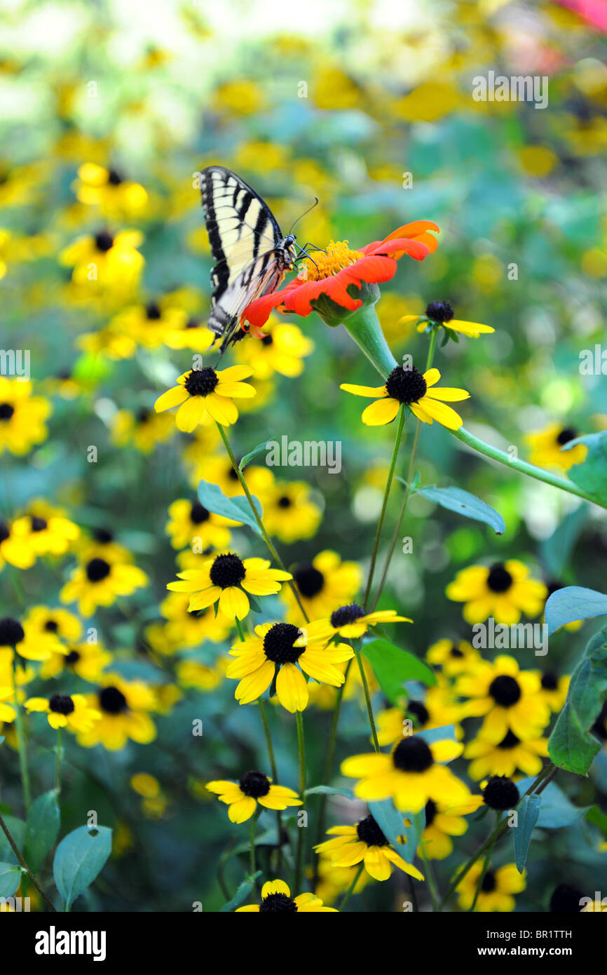 Pasqua Tiger farfalla a coda di rondine su fiori gialli Foto Stock