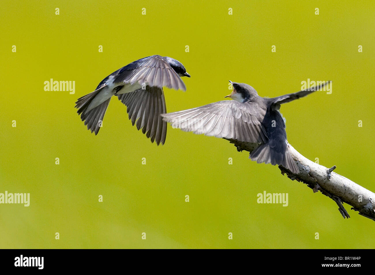 Albero adulto Swallow in volo uccellino di alimentazione Foto Stock