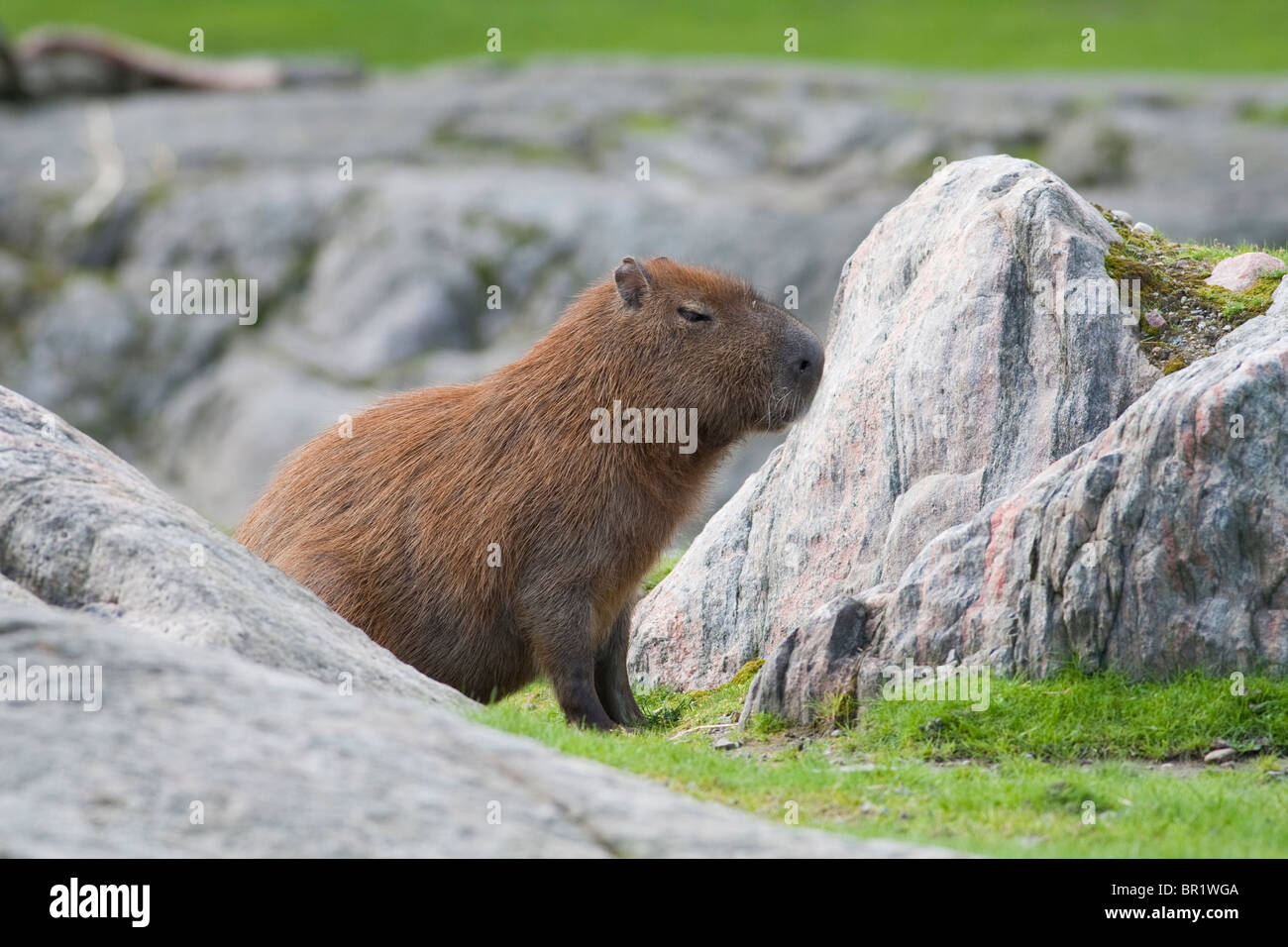 Kapybara Hydrochaeris hydrochaeris Foto Stock