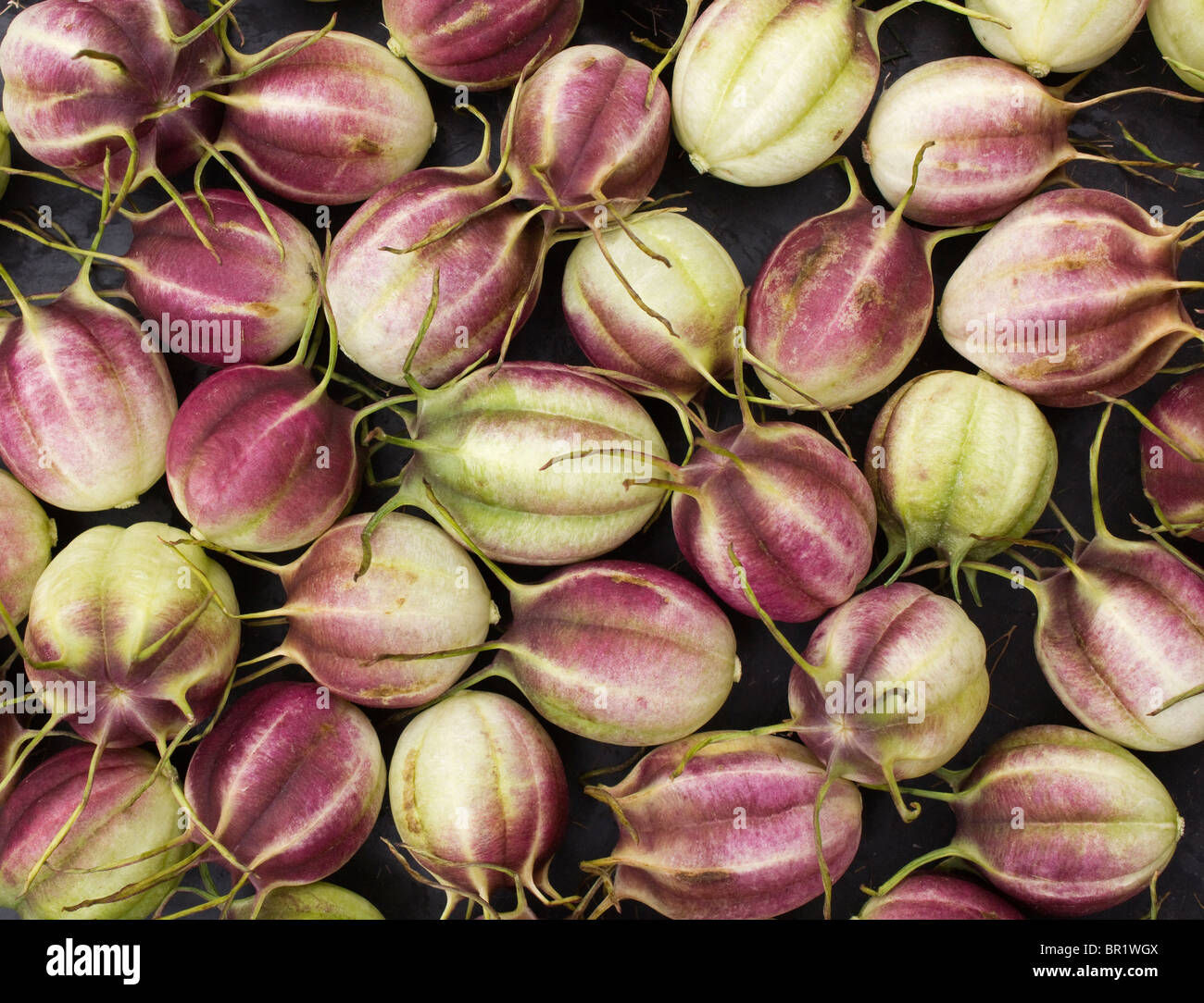 La disposizione di coloratissimi Nigella Damascena, "l'amore in una nebbia' Teste di seme contro uno sfondo nero Foto Stock