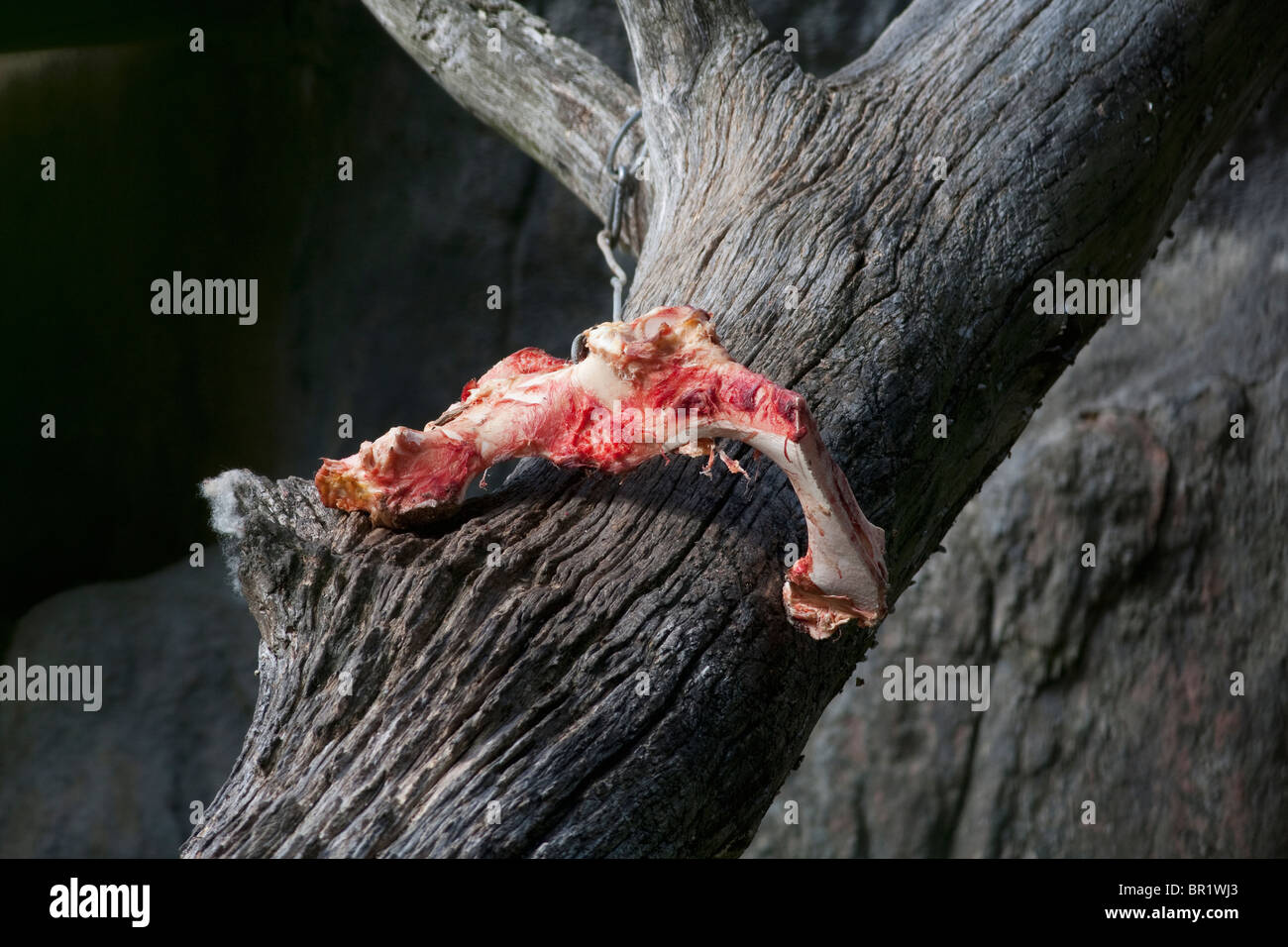 La carne cruda per l'alimentazione animale con . Foto Stock