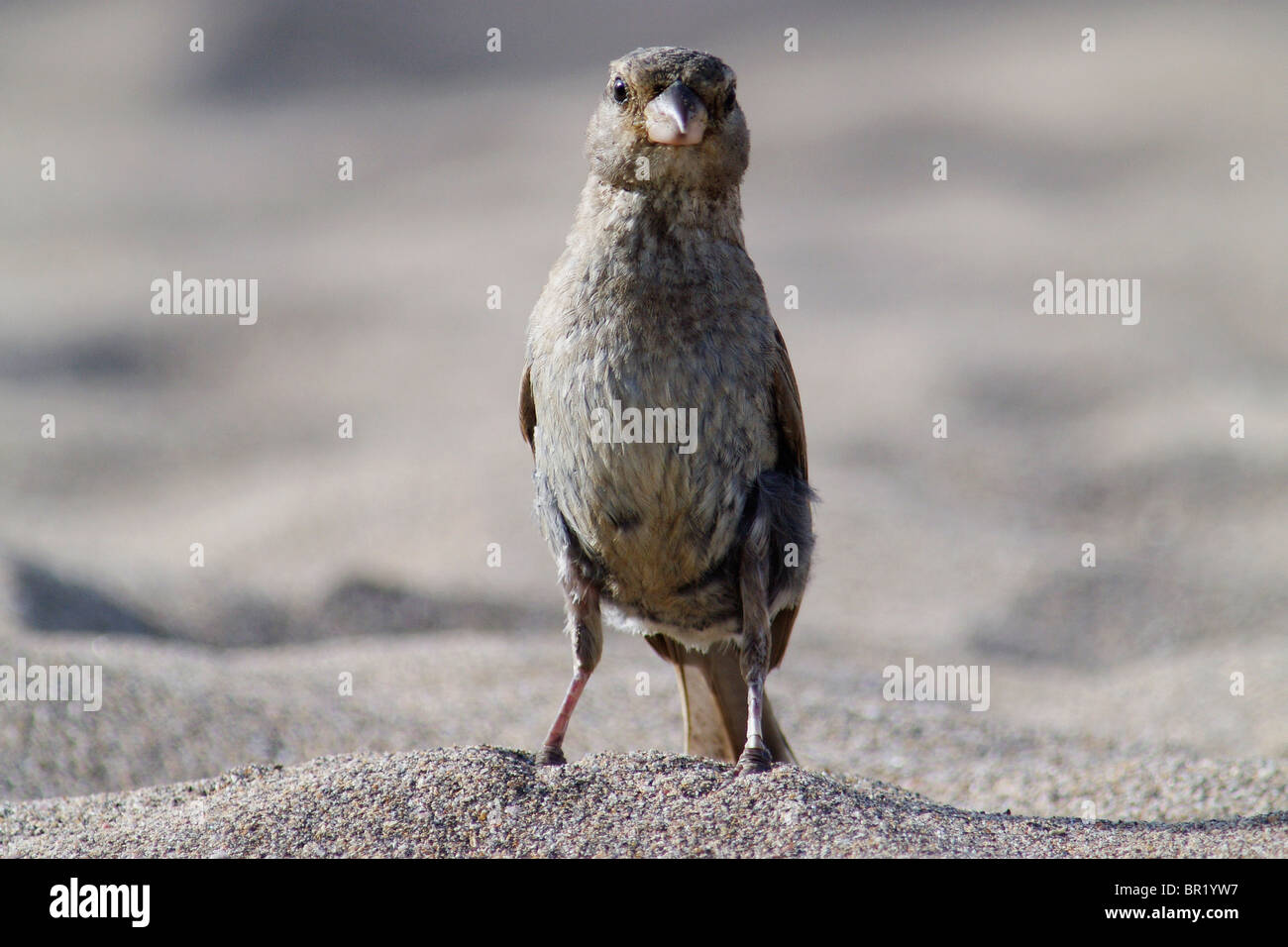 Un passero domestico (Passer domesticus) in allerta sulla sabbia nelle Azzorre, in Portogallo. Questo uccello comune e adattabile è spesso visto nelle zone costiere e urbane. Foto Stock