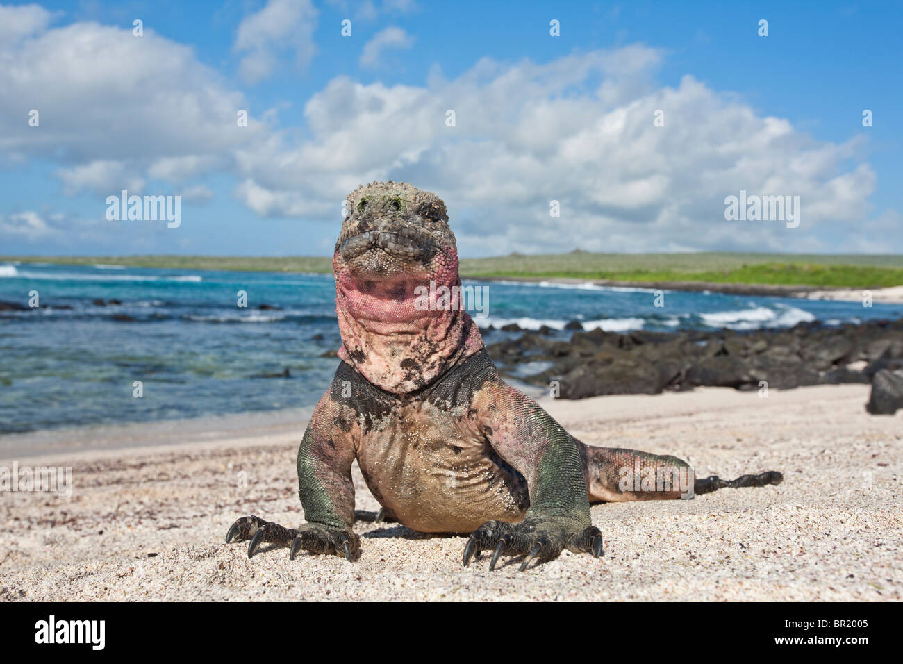 Unicamente di colore rosso e verde iguane marine, Punto Suarez, all'Isola Espanola, Isole Galapagos, Ecuador. Foto Stock