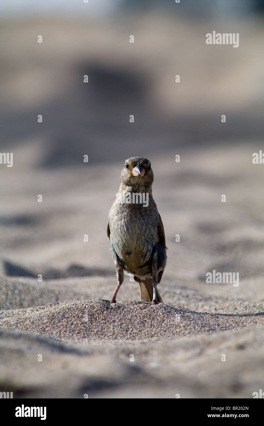 Un passero domestico (Passer domesticus) in allerta sulla sabbia nelle Azzorre, in Portogallo. Questo uccello comune e adattabile è spesso visto nelle zone costiere e urbane. Foto Stock