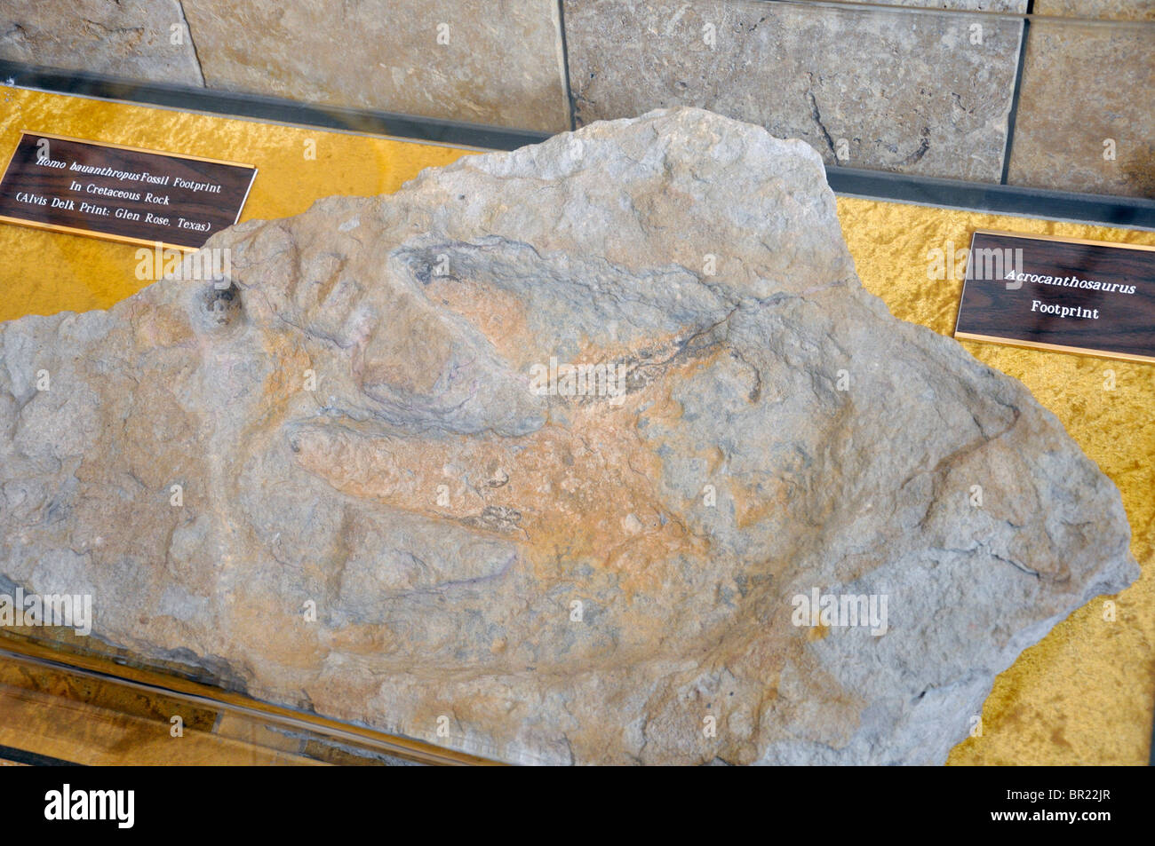 Alvis Delk Cretaceo Footprint , umano e del dinosauro orme nella roccia, creazione prove Museum, Glen Rose, Texas, Stati Uniti d'America Foto Stock
