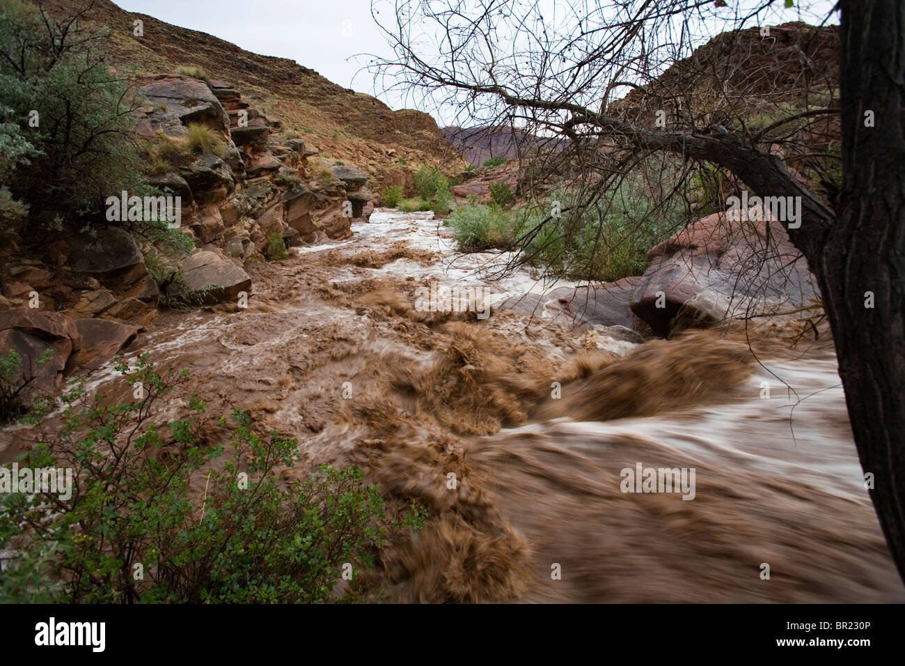 Alluvione lampo nel deserto, Mill Creek, Moab, Utah Foto Stock
