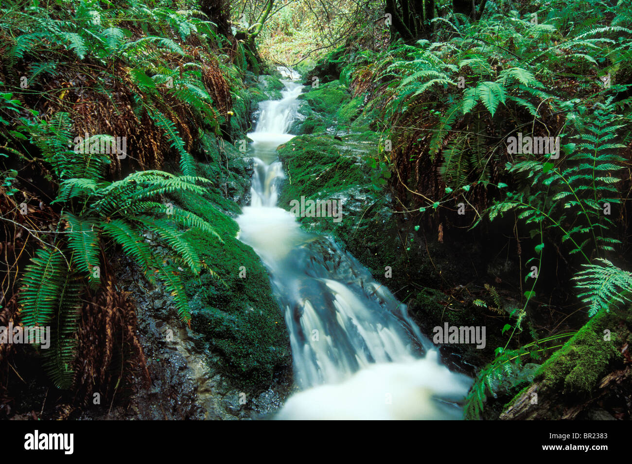 Cascata in California Costa della gamma. Foto Stock