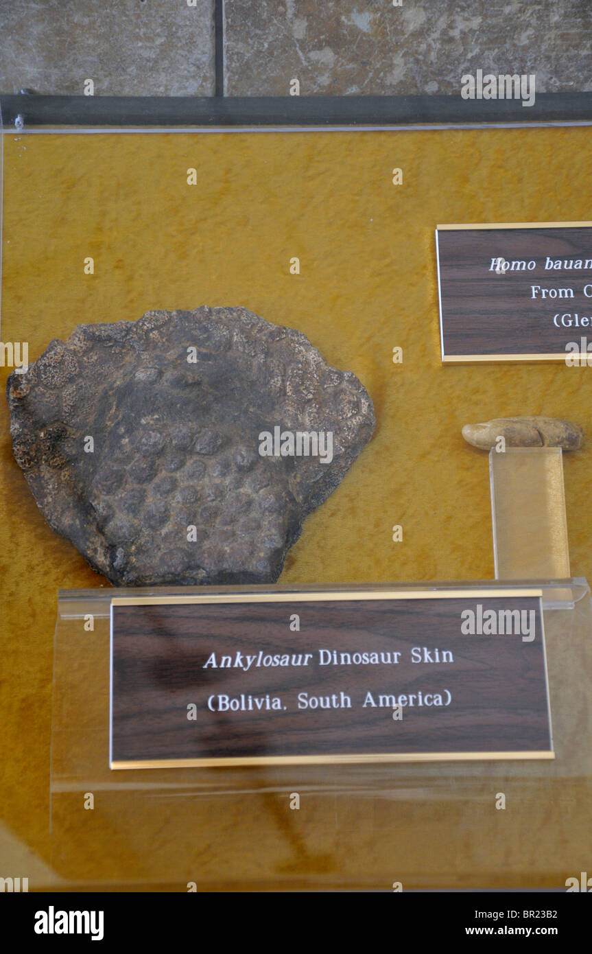 Fossili di dinosauro (ankylosaur) pelle, nella creazione prove Museum, Glen Rose, Texas, Stati Uniti d'America Foto Stock