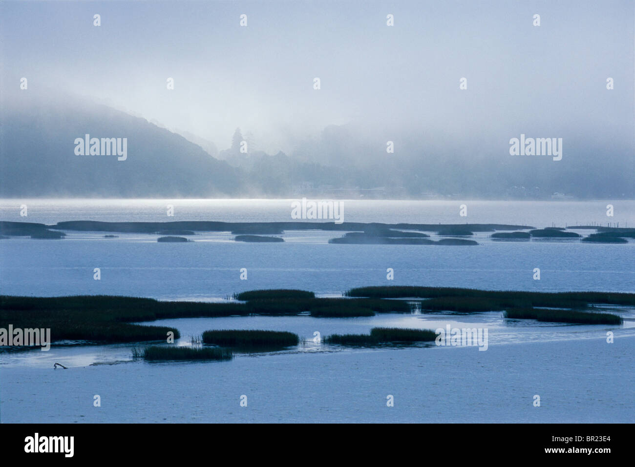 Molla in Tomales Bay Foto Stock