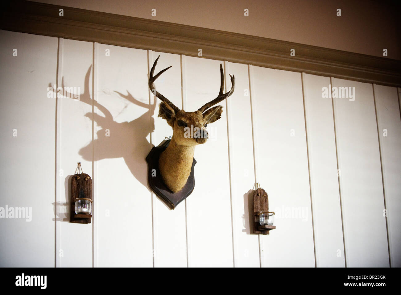 Una testa di cervo su una parete. Foto Stock