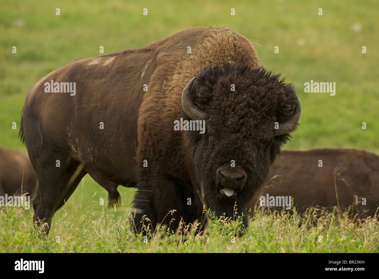 I bisonti americani (Bison bison) Wyoming - Maschio in rut - comunemente chiamato buffalo Foto Stock