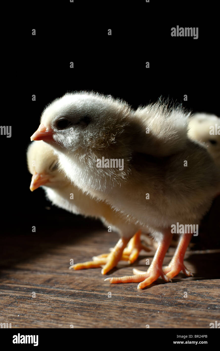 2 giorni il pollo sul tavolo di legno Foto Stock