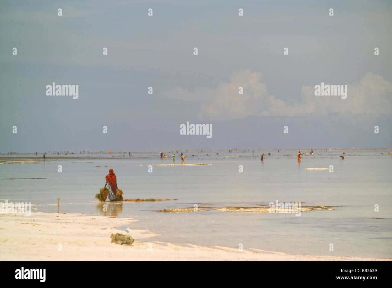 Una donna porta fasci di alghe marine dall'Oceano Indiano verso la spiaggia di sabbia bianca di Matemwe, Zanzibar, Tanzania. Foto Stock