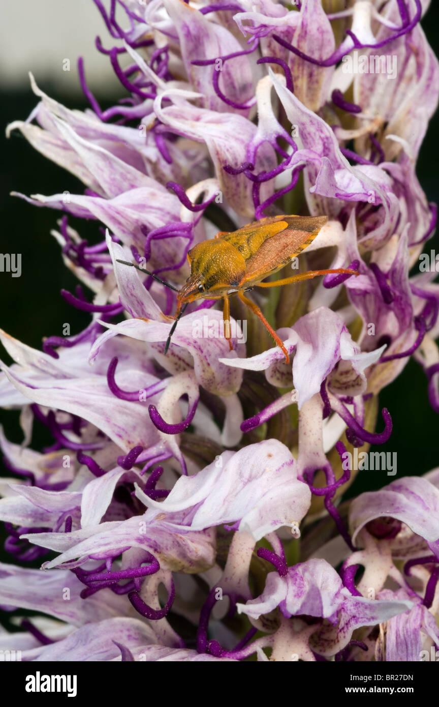 Bug su Wild Orchid Orchis simia Mugla Turchia Foto Stock