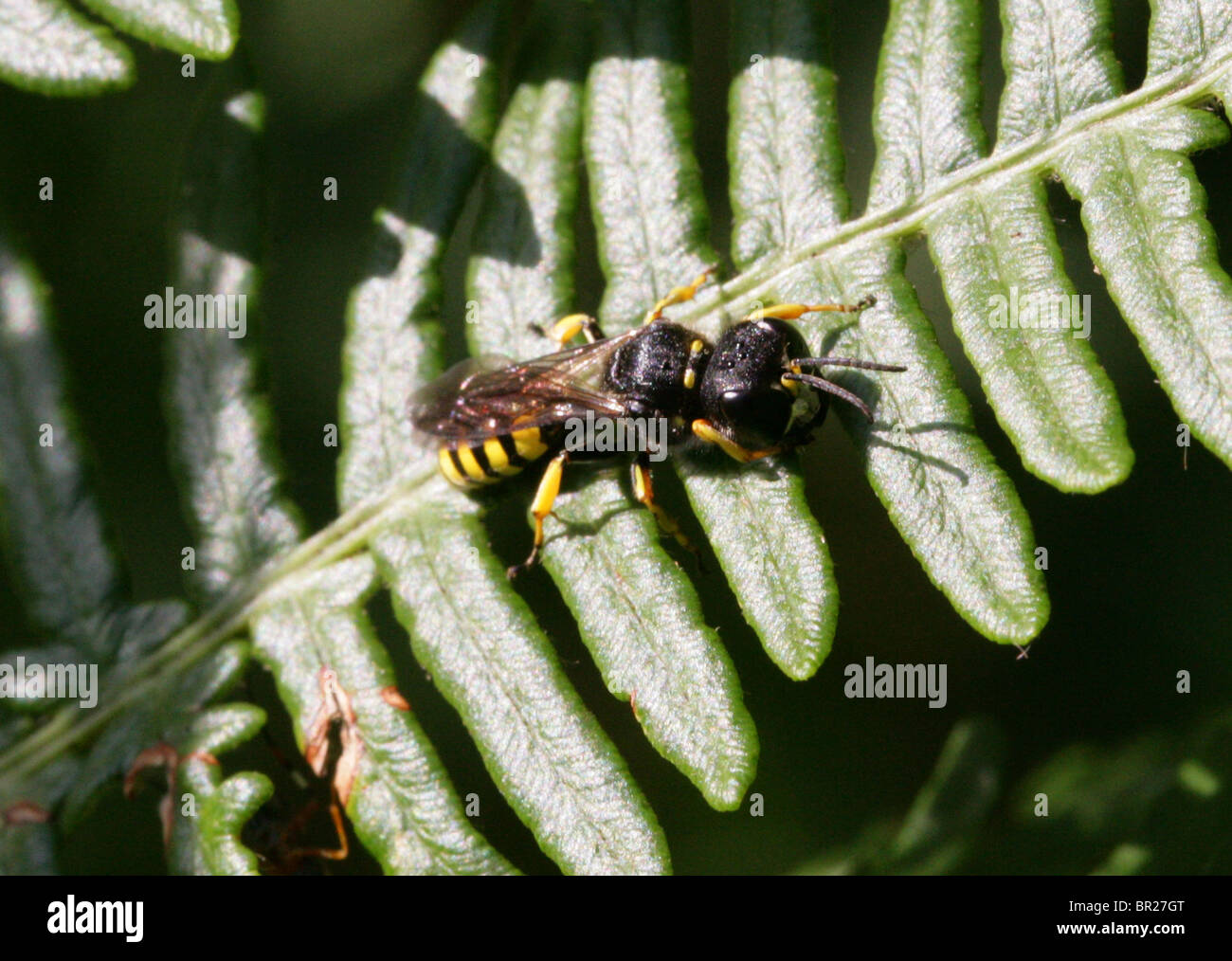 Digger Wasp, Ectemnius cavifrons, Sphecidae, Apoidea, Apocrita, Hymenoptera Foto Stock