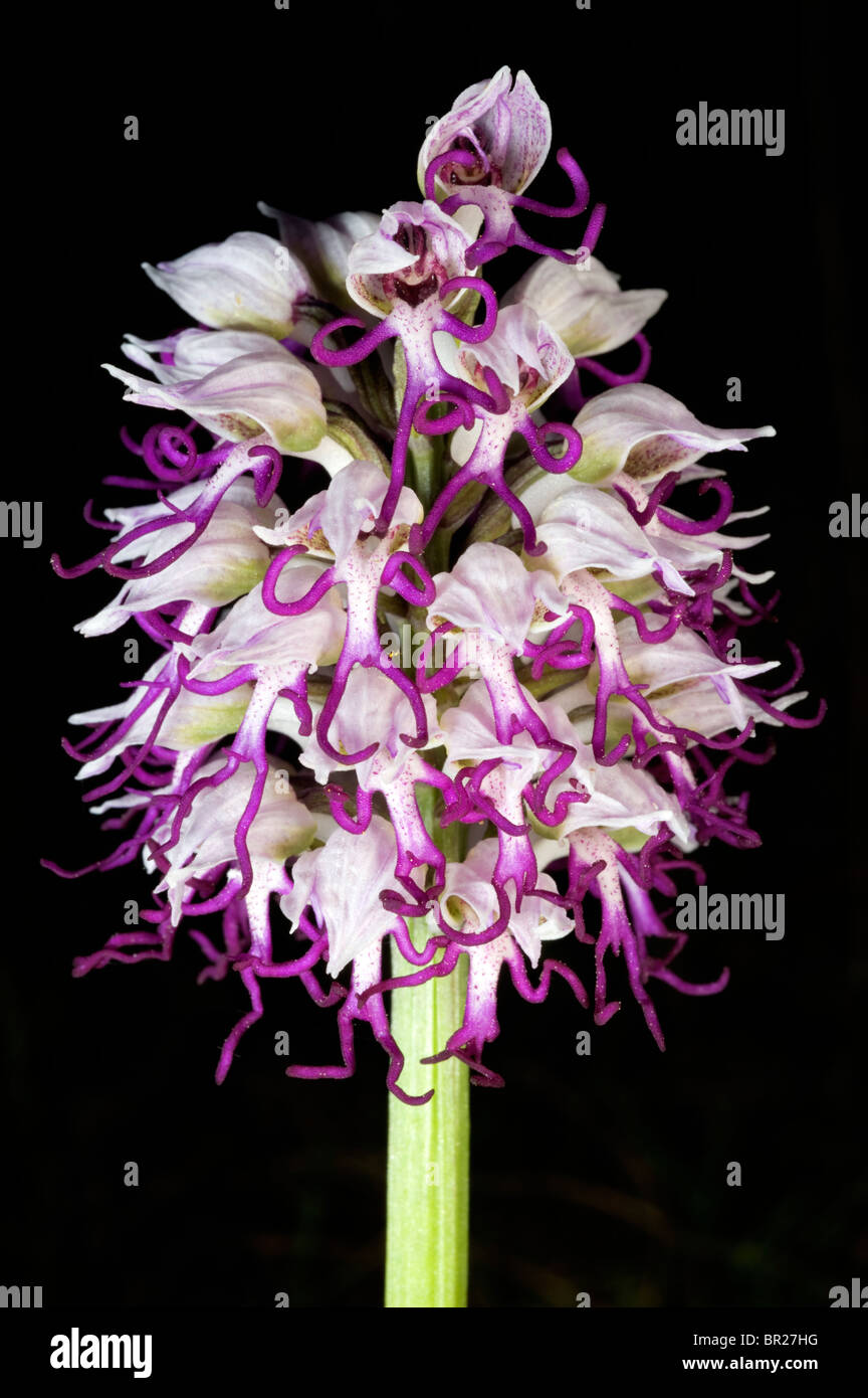 Orchide omiciattolo Orchis simia Mugla Turchia Foto Stock