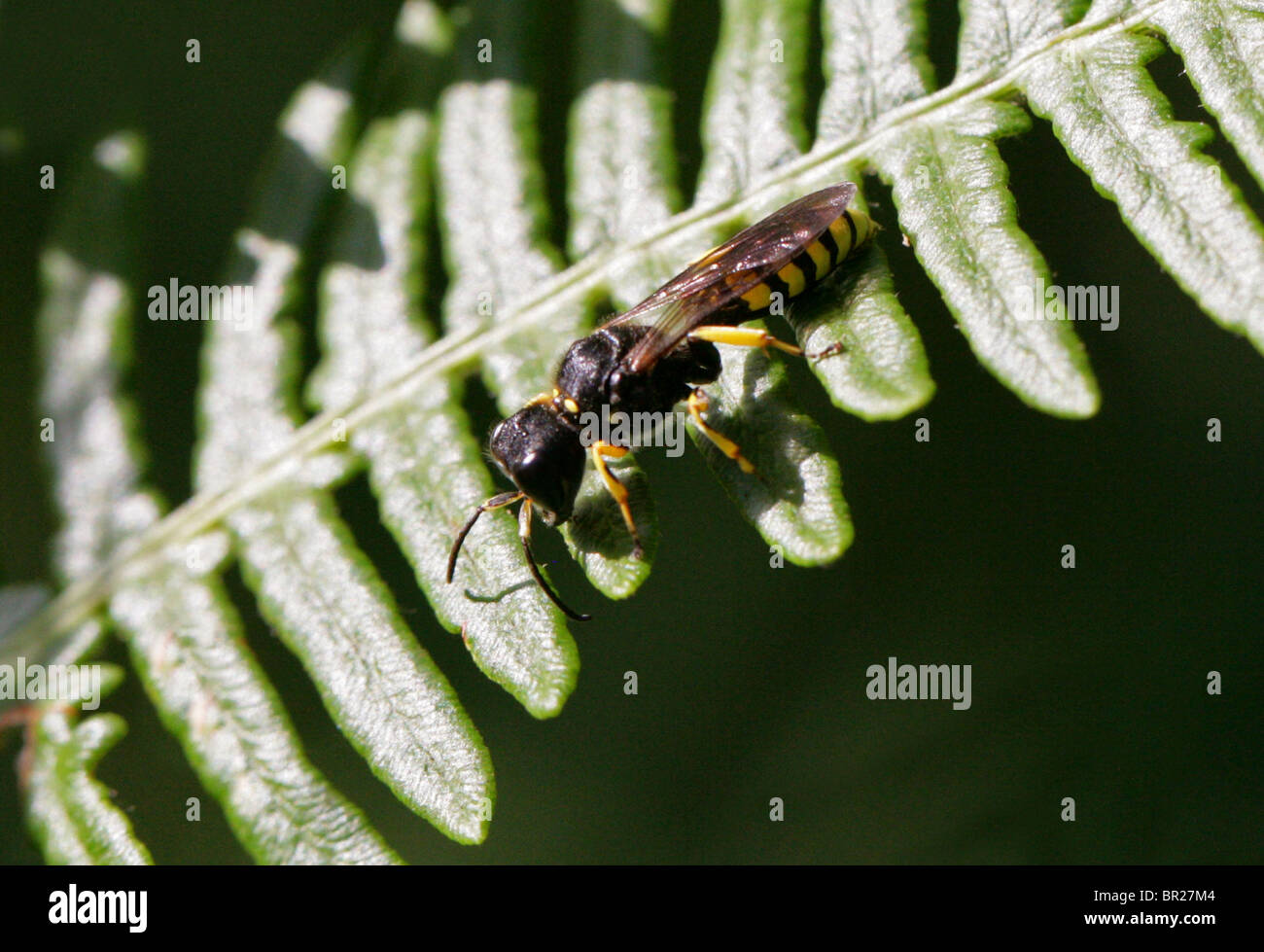 Digger Wasp, Ectemnius cavifrons, Sphecidae, Apoidea, Apocrita, Hymenoptera Foto Stock