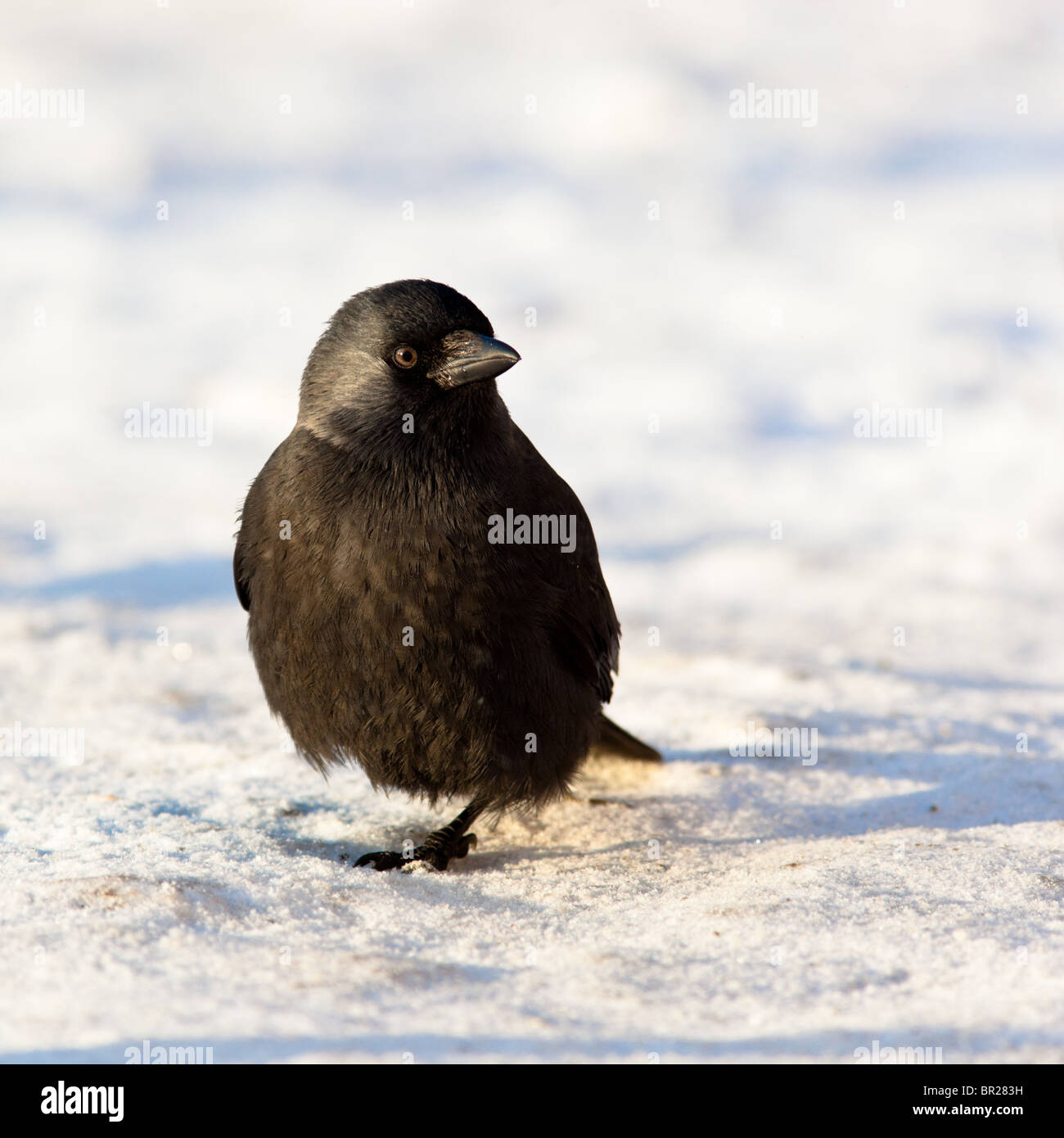 Taccola (Corvus monedula) in natura Foto Stock