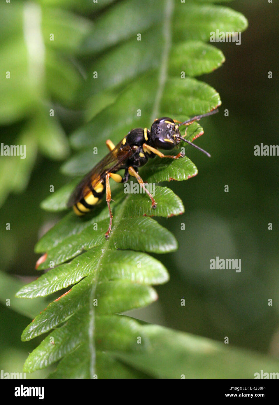 Campo Digger Wasp, Mellinus arvense, Sphecidae, Apoidea, Apocrita, Hymenoptera Foto Stock