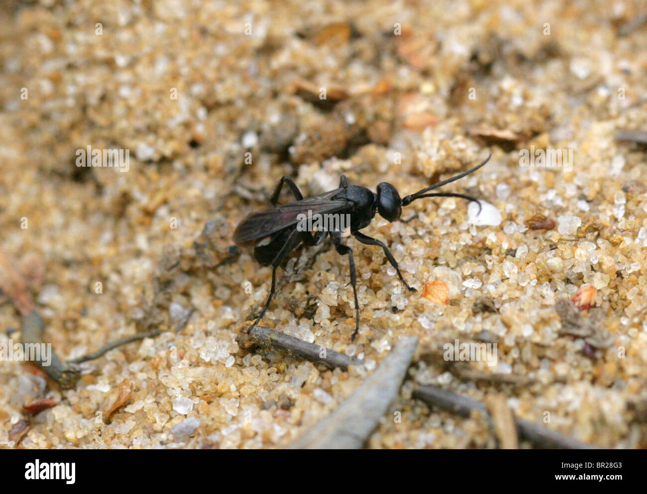 Spider-caccia Wasp, Anoplius nigerrimus, Lepturinae, Pompilidae, Vespoidea, Apocrita, Hymenoptera. Un comune brughiera predator. Foto Stock