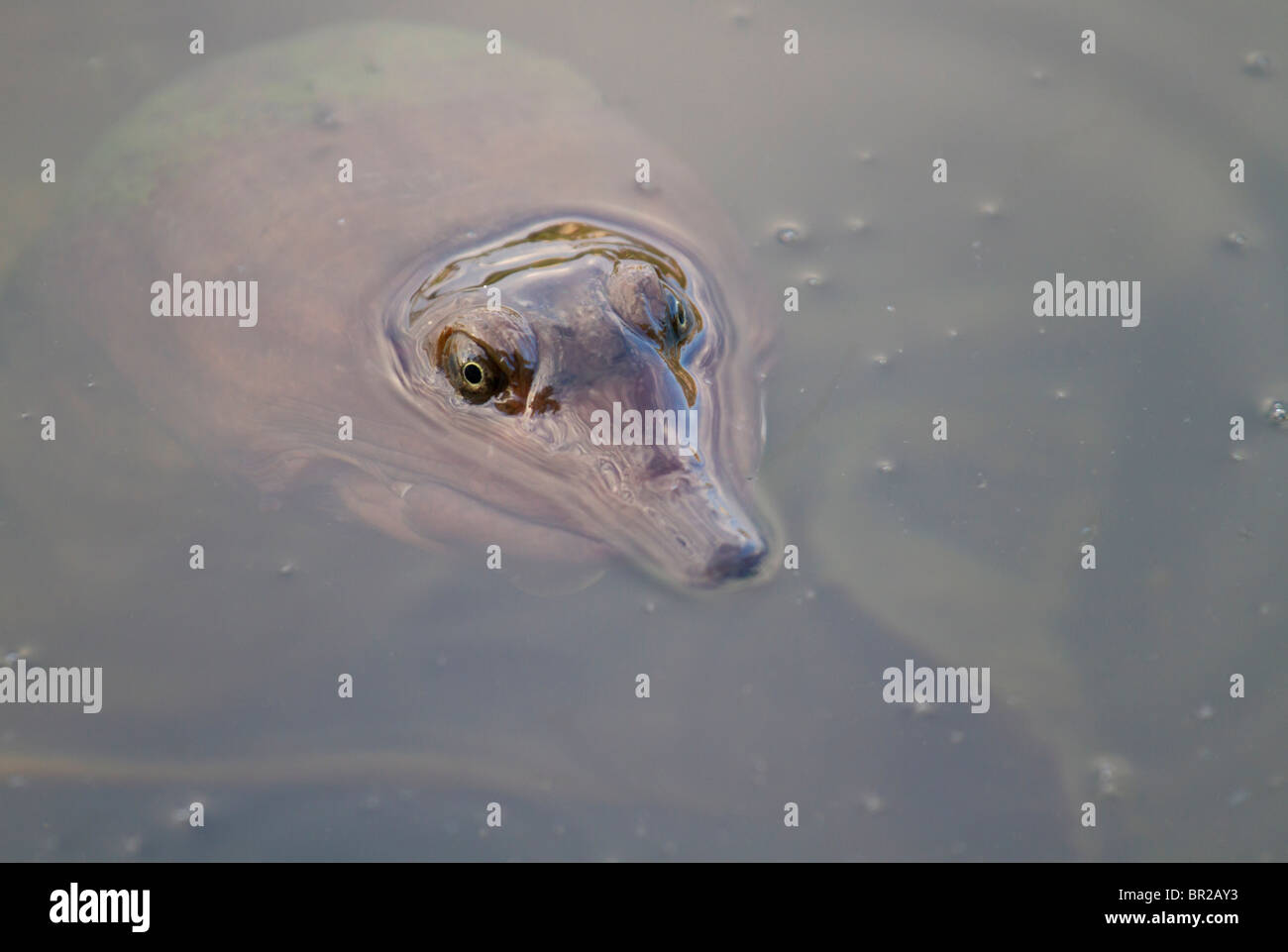 Florida Softshell Turtle (Apalone ferox), che sbucciano dall'acqua, Florida, USA Foto Stock